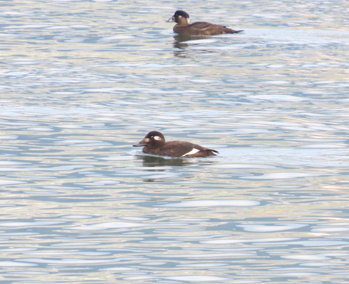 White-winged Scoter - ML644542418