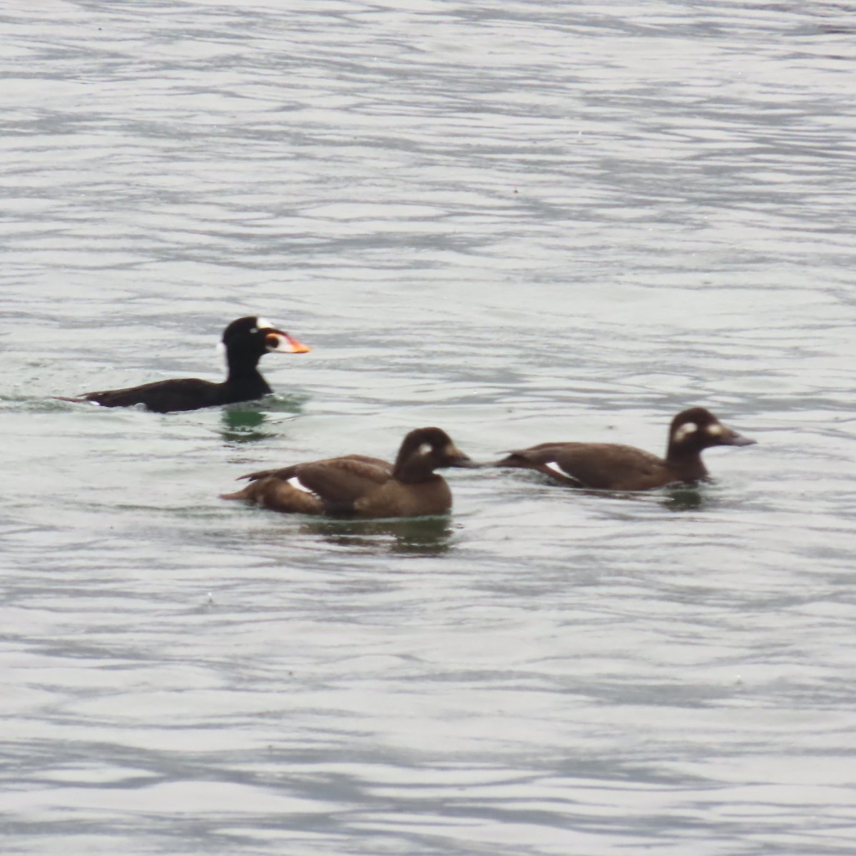 White-winged Scoter - ML644542419