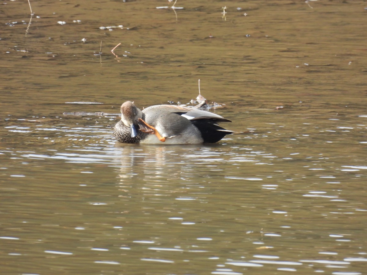 Gadwall - ML644542427