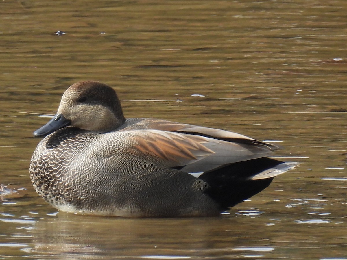 Gadwall - ML644542431