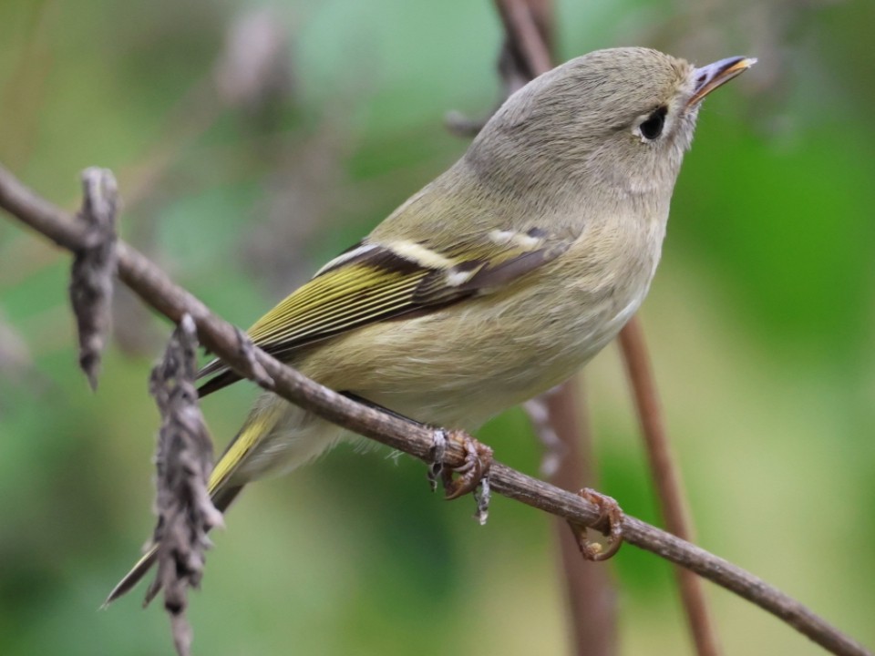 Ruby-crowned Kinglet - ML644542436