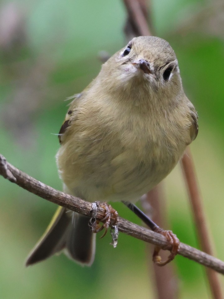 Ruby-crowned Kinglet - ML644542437
