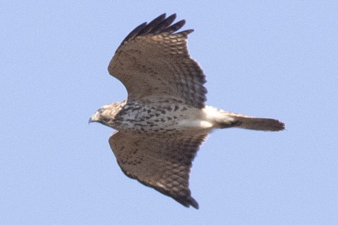 Red-shouldered Hawk - ML644542443