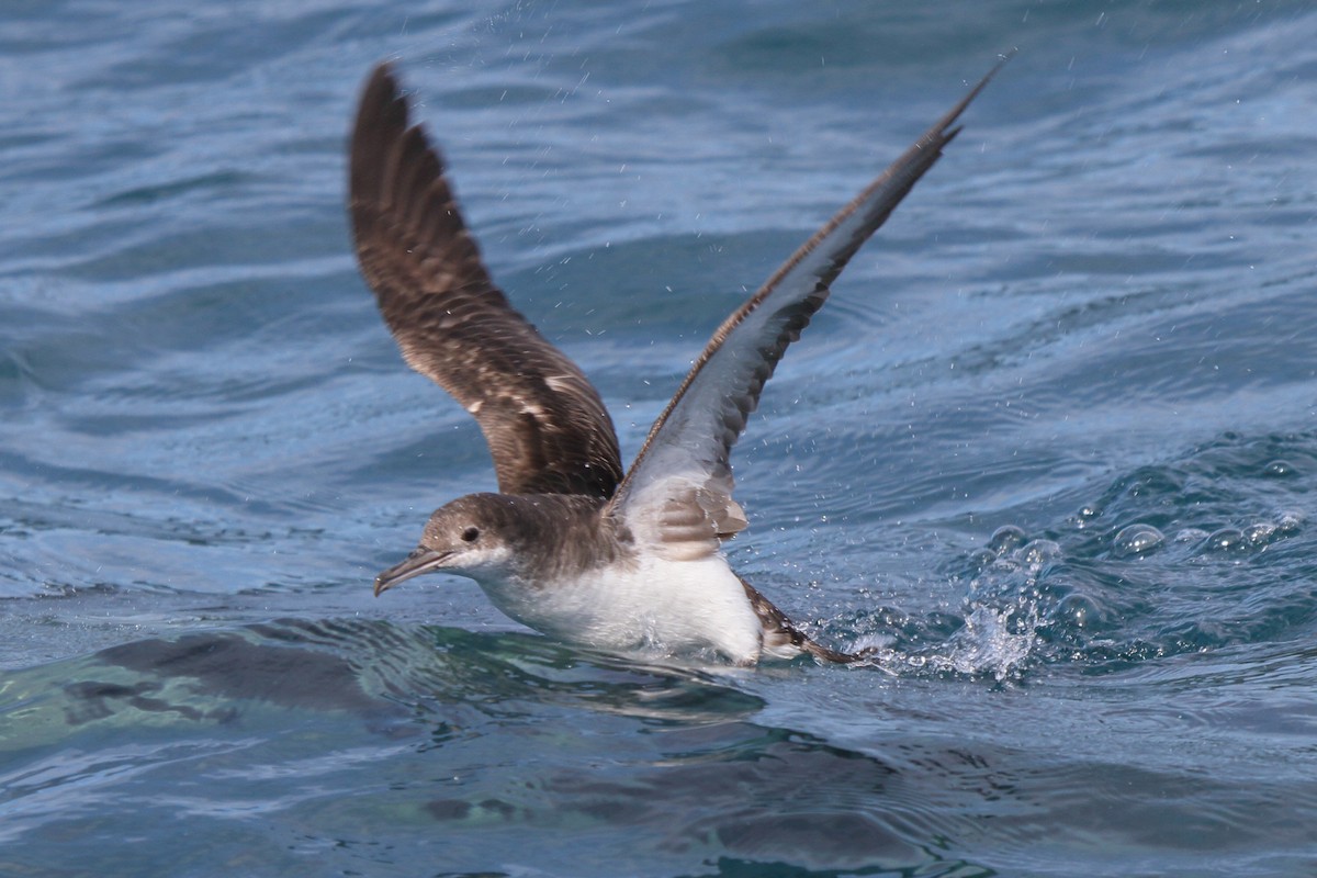 Gabai hegal-arina - ML644542446