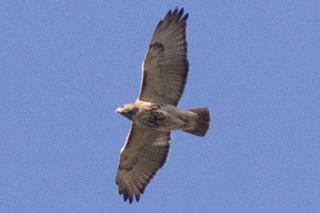 Zapelatz buztangorria - ML644542447