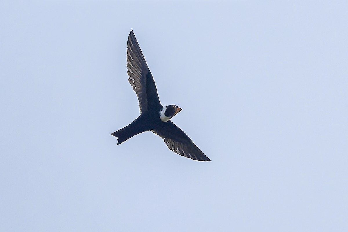 White-collared Swift - ML644542454