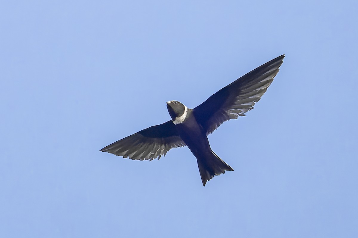 White-collared Swift - ML644542456