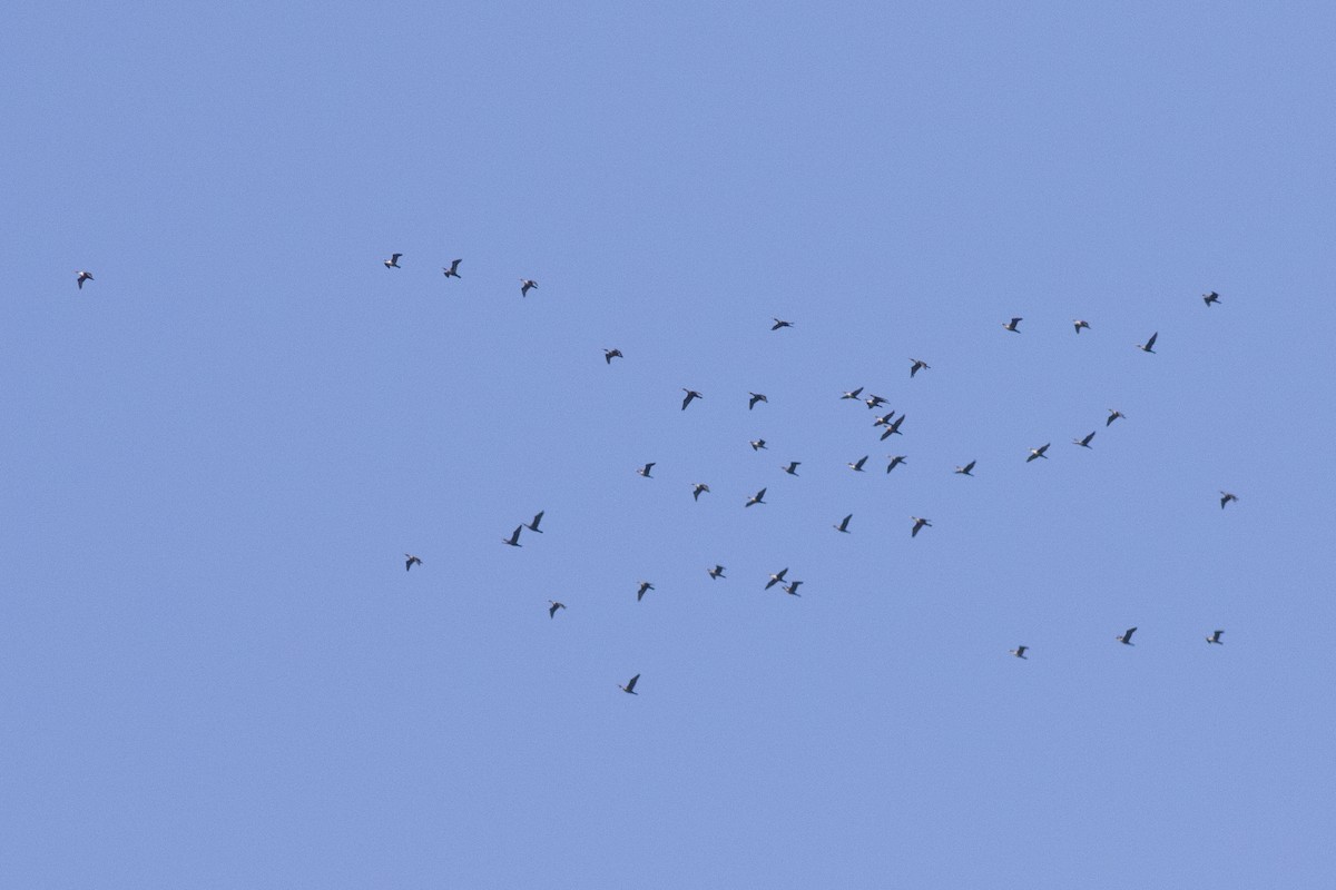 Ubarroi belarriduna - ML644542467