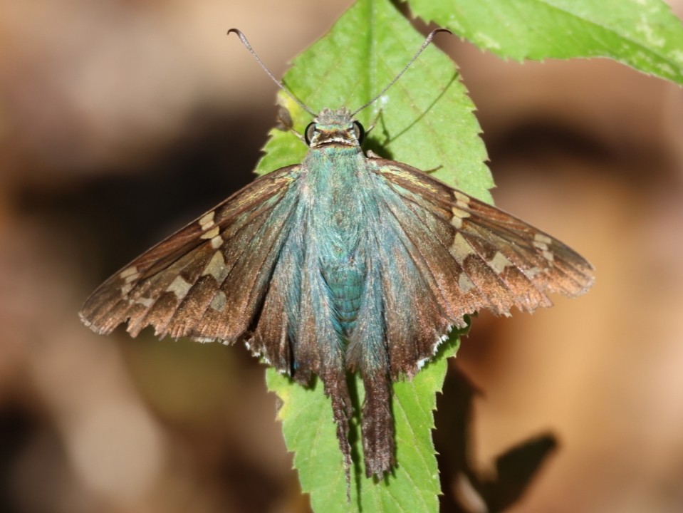 Long-tailed Skipper - ML644542468