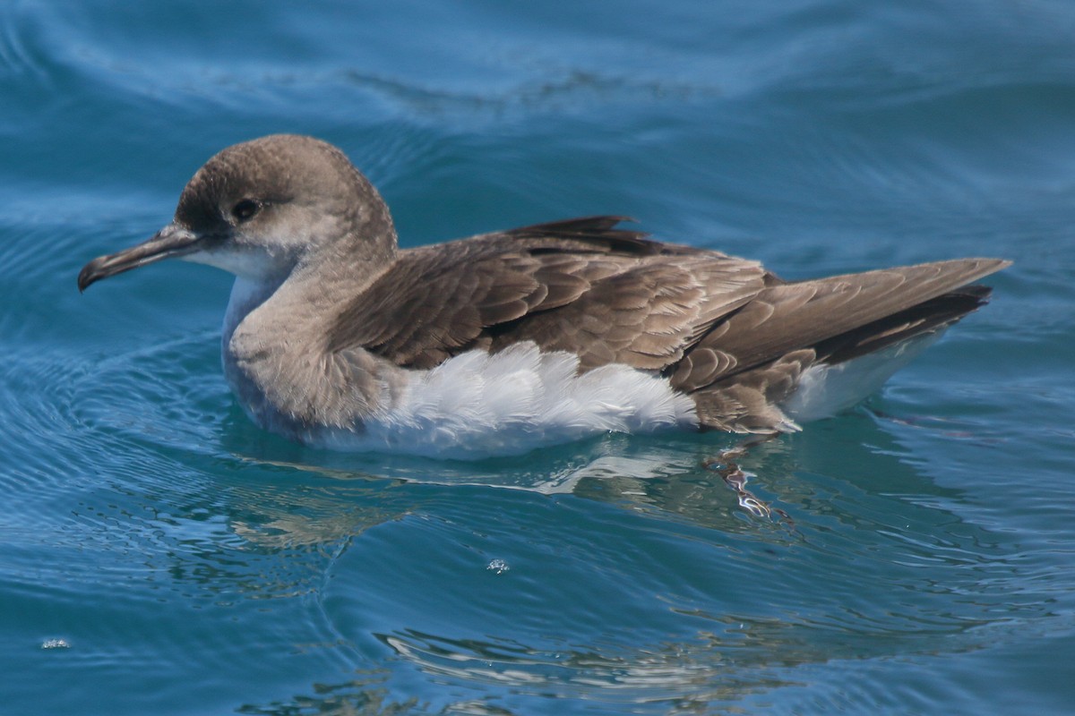 Gabai hegal-arina - ML644542471