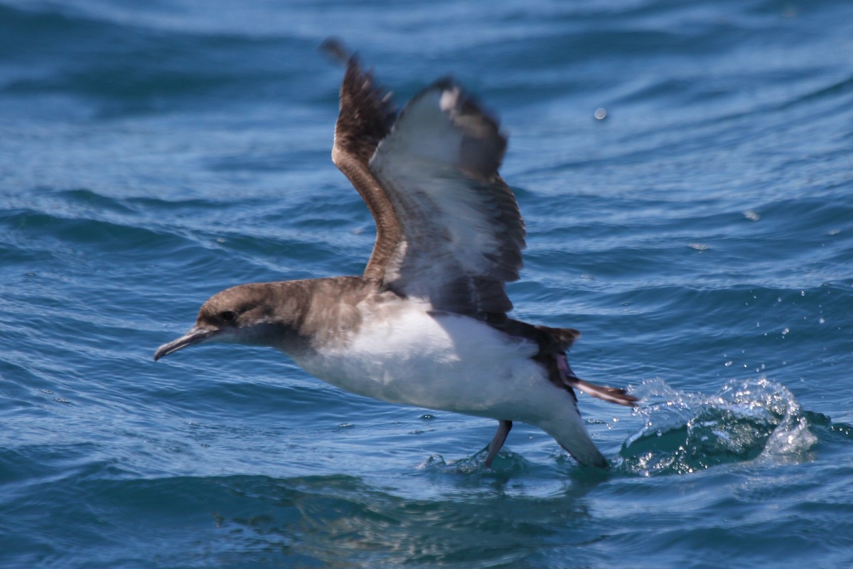 Gabai hegal-arina - ML644542473