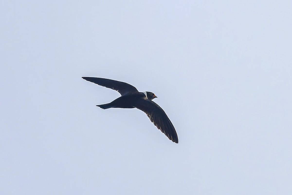 White-collared Swift - ML644542482