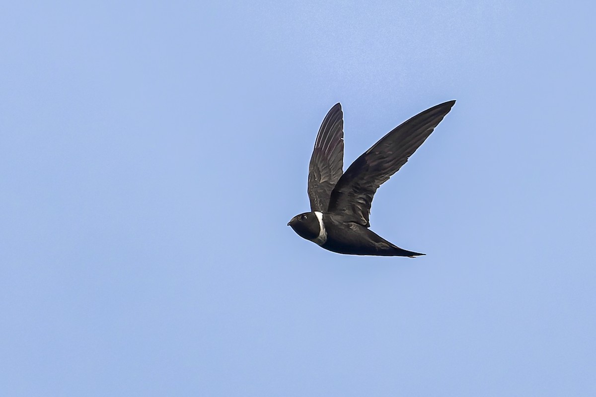 White-collared Swift - ML644542483