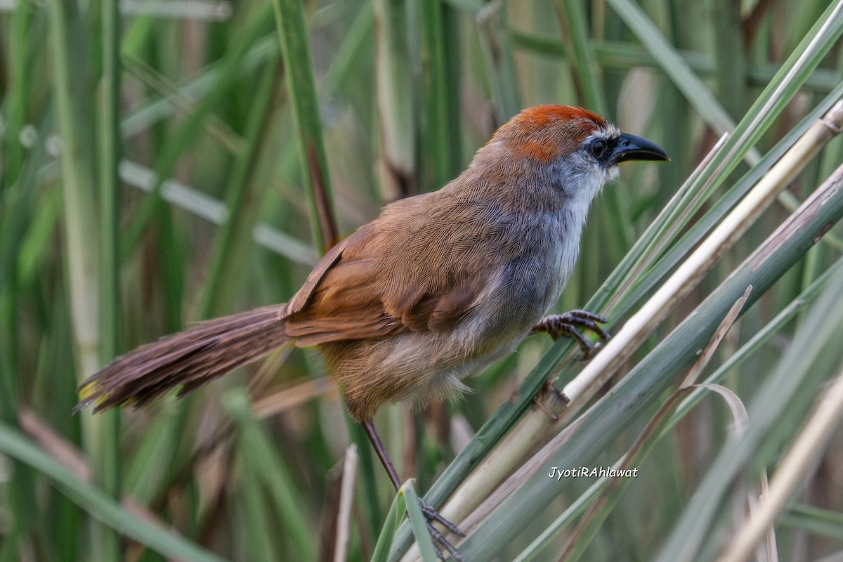 Chestnut-capped Babbler - ML644542499