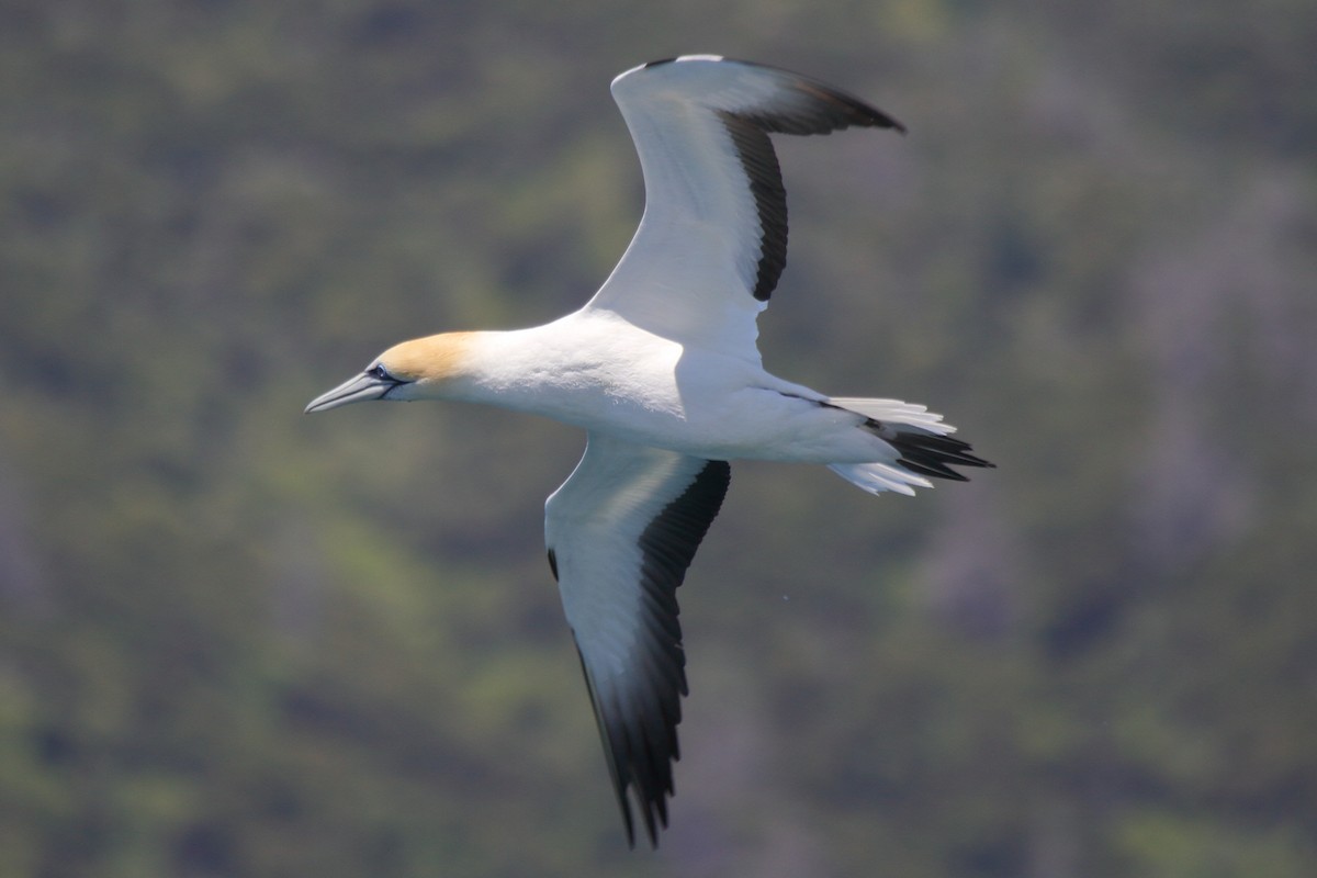 Zanga australiarra - ML644542501