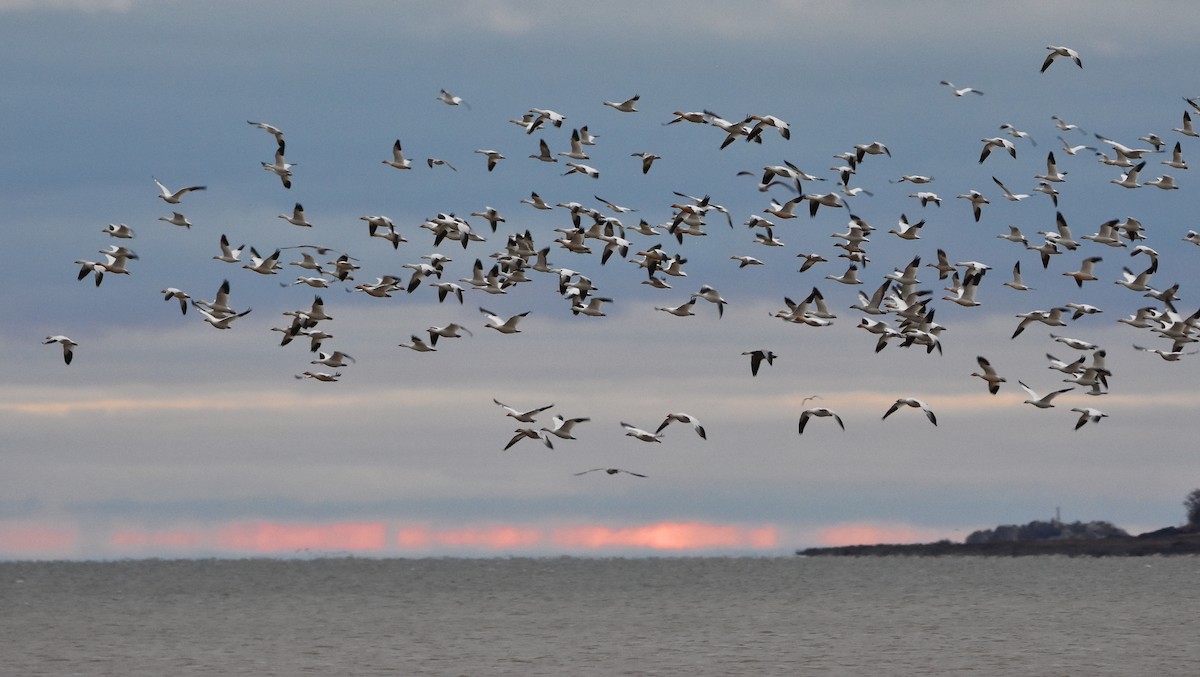 Цасны галуу - ML644542509