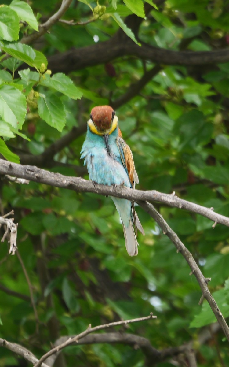 שרקרק מצוי - ML644542515