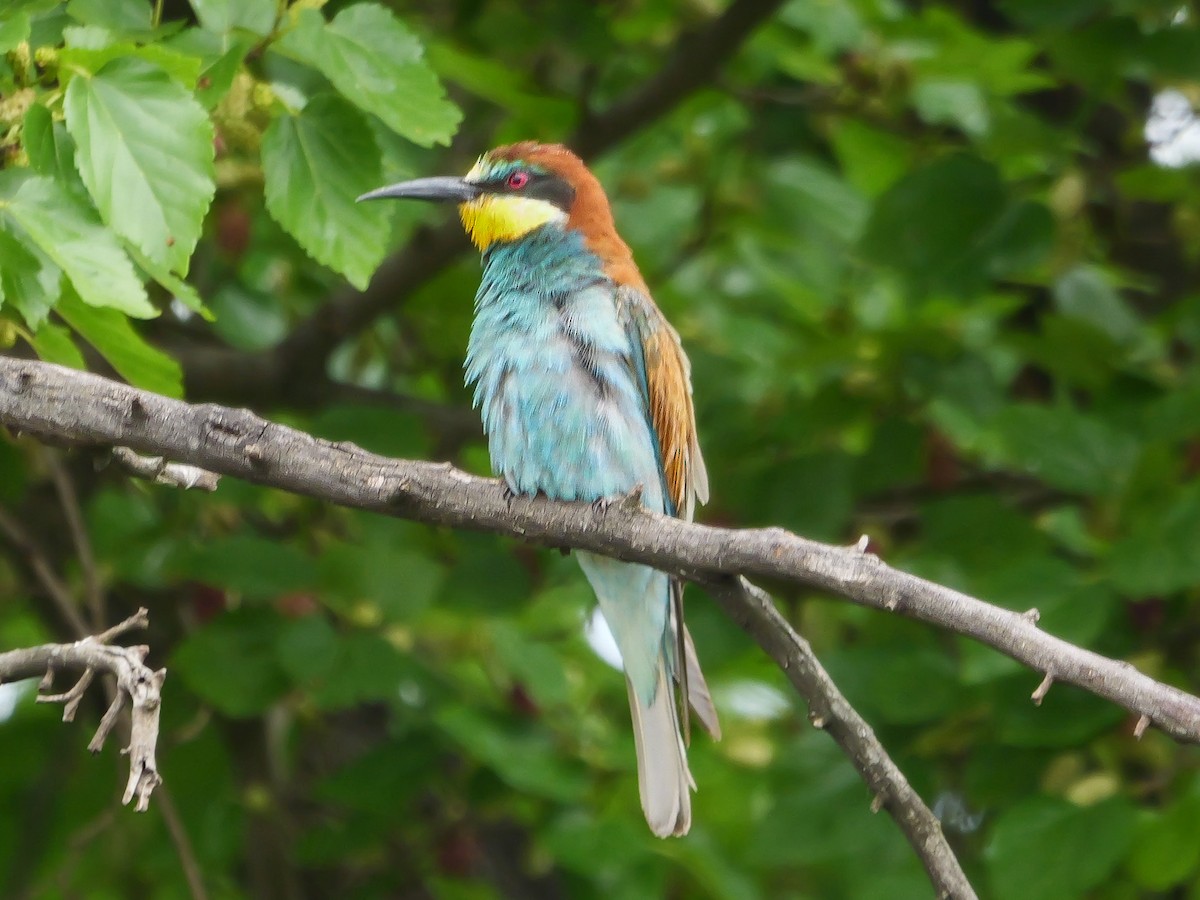 שרקרק מצוי - ML644542516