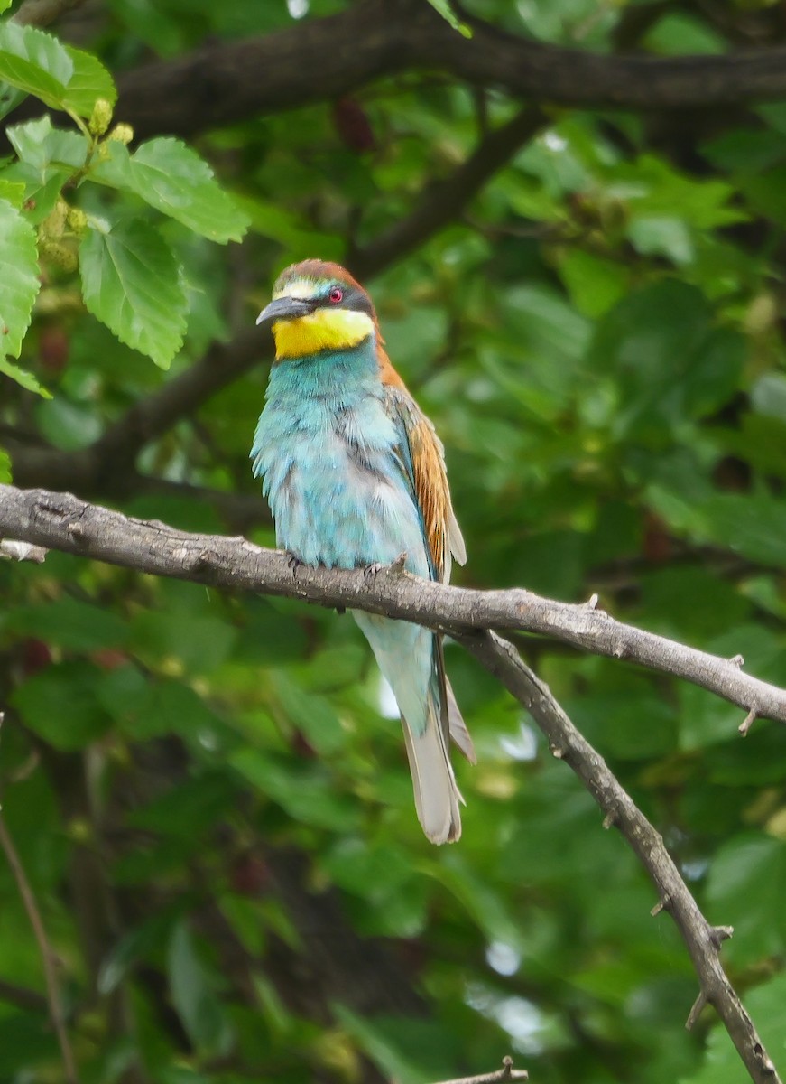 שרקרק מצוי - ML644542517