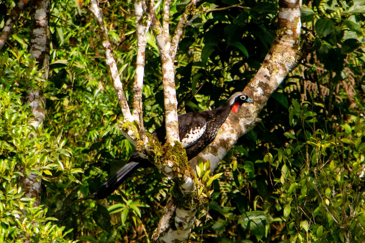 Black-fronted Piping-Guan - ML644542518