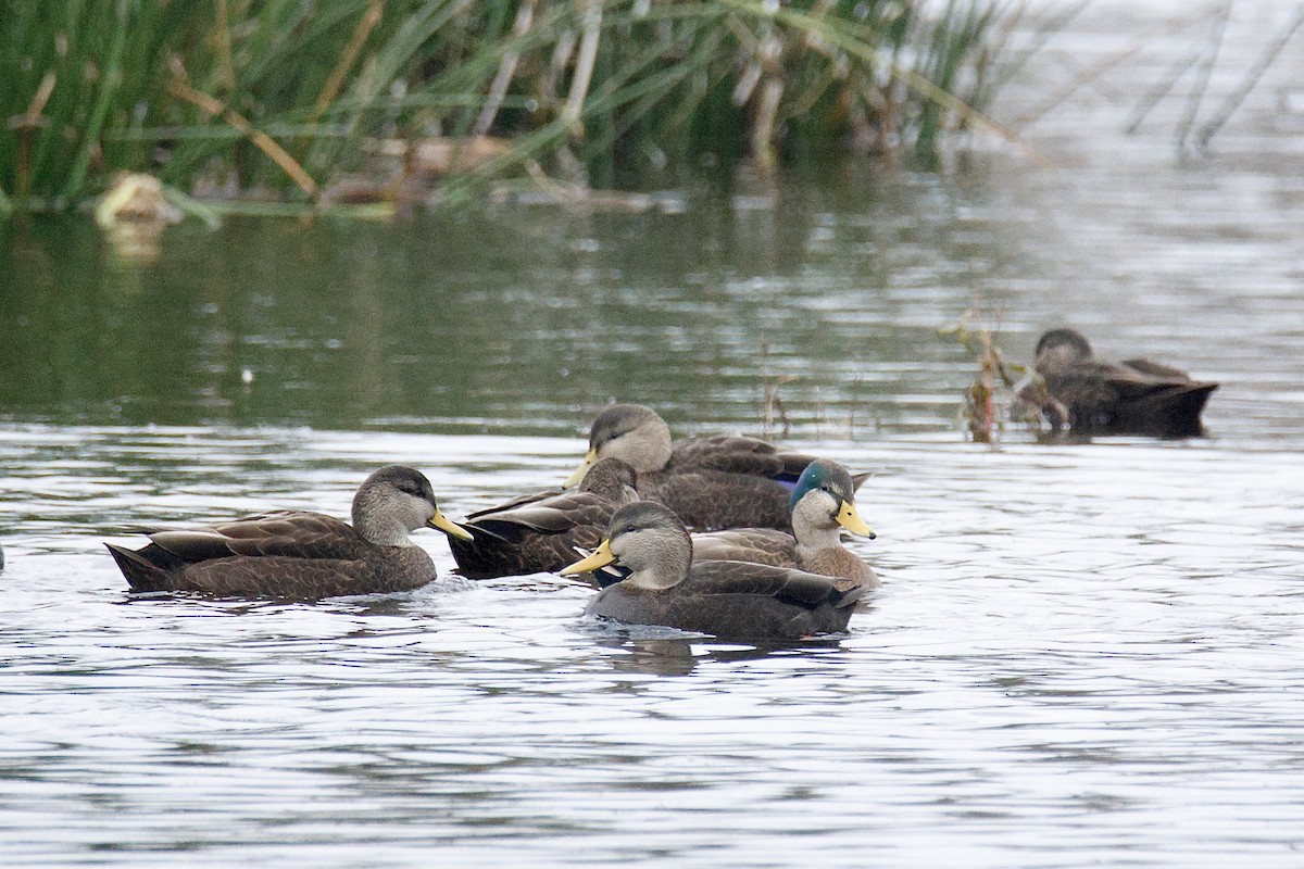 Mallard x American Black Duck (hybrid) - ML644542524