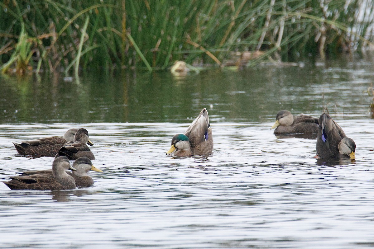 Mallard x American Black Duck (hybrid) - ML644542525