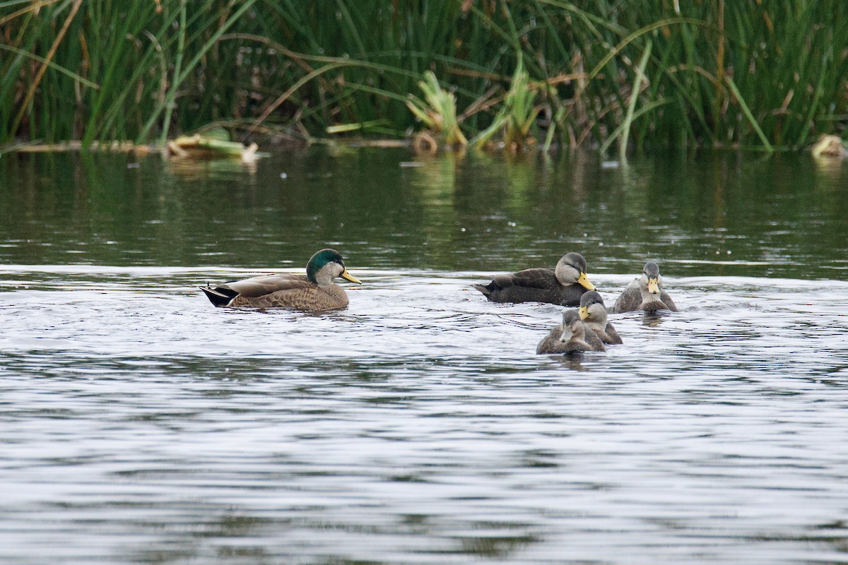 Mallard x American Black Duck (hybrid) - ML644542526