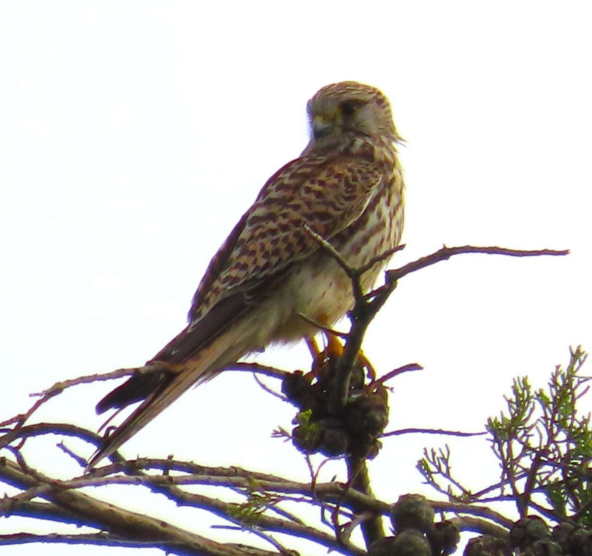 poštolka obecná - ML644542527