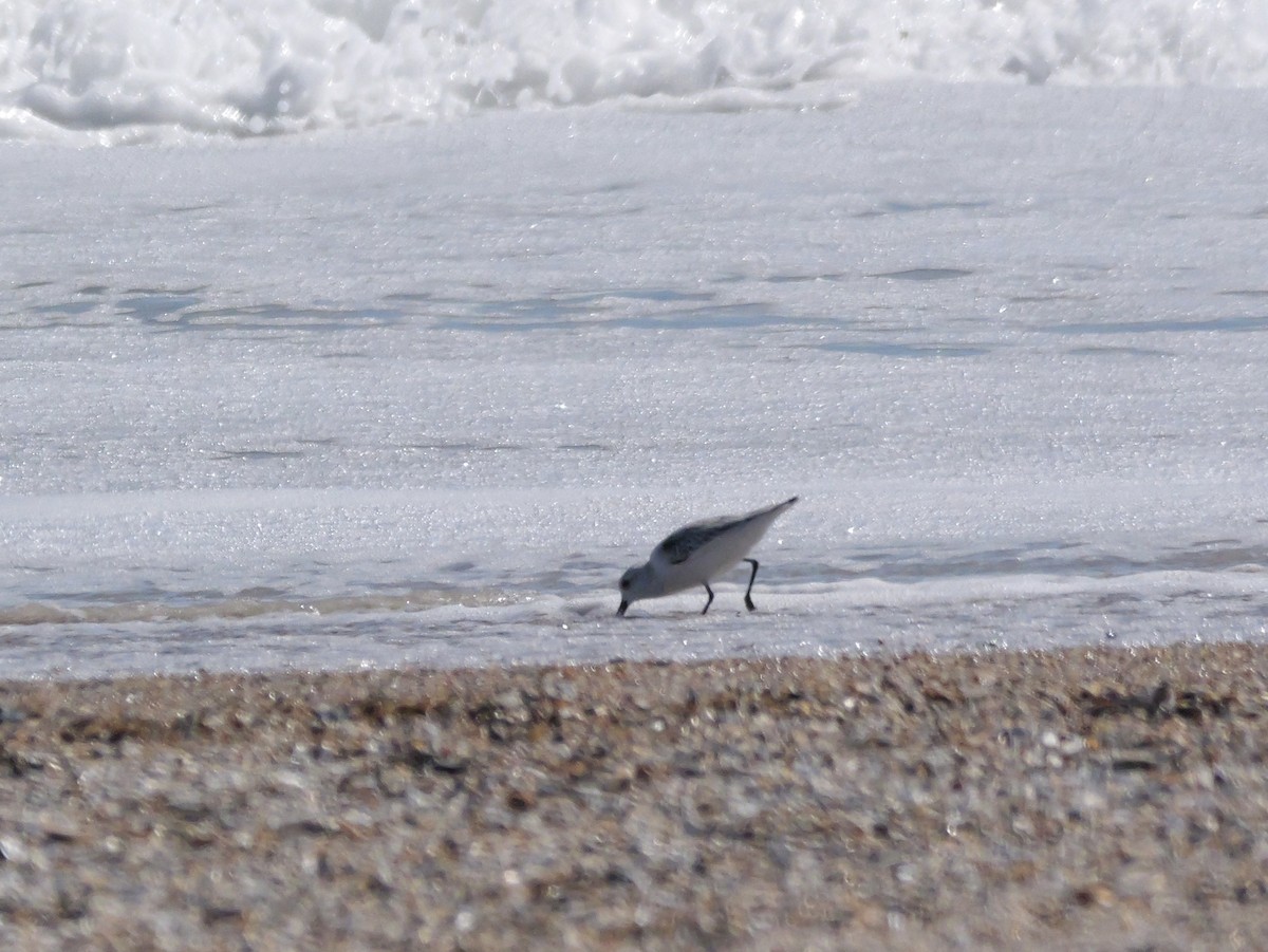 Sanderling - ML644542529