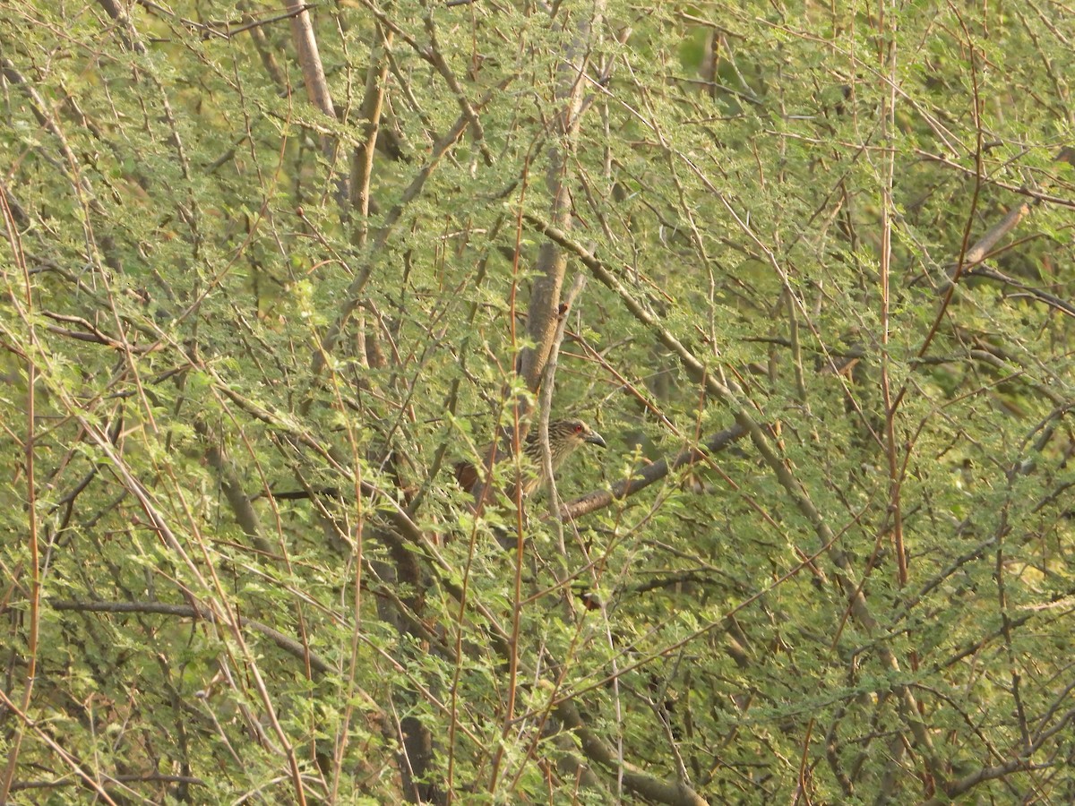 White-browed Coucal - ML644542533