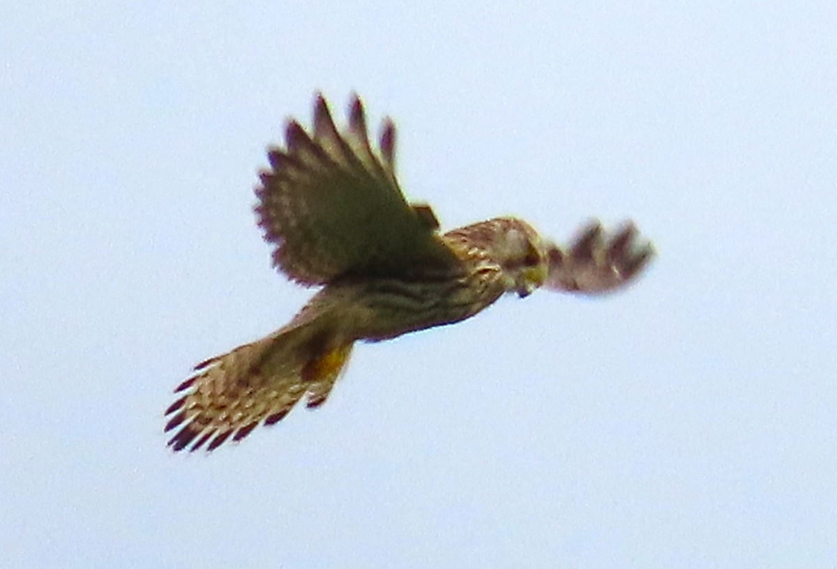 poštolka obecná - ML644542534