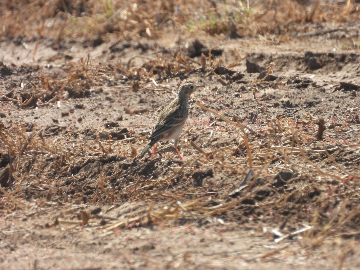 Sprague's Pipit - ML644542536