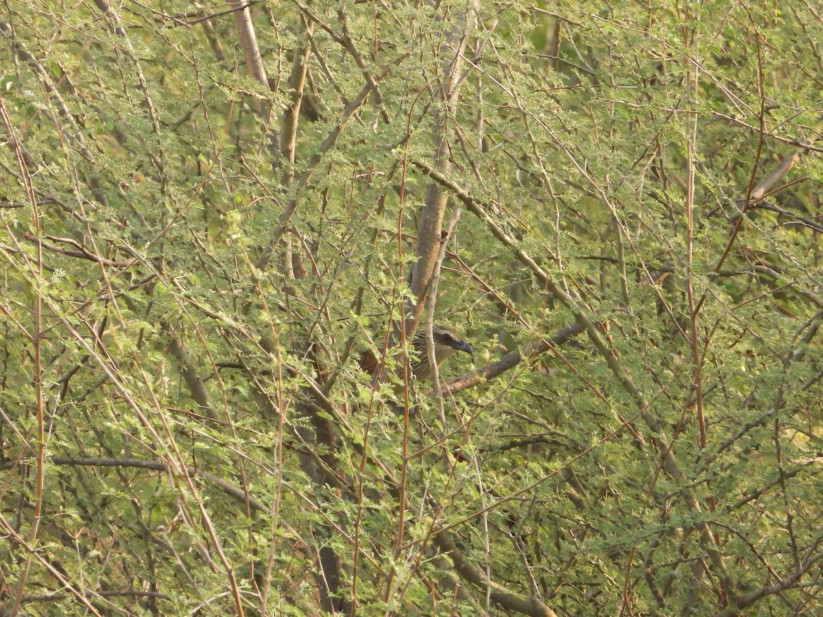 White-browed Coucal - ML644542554