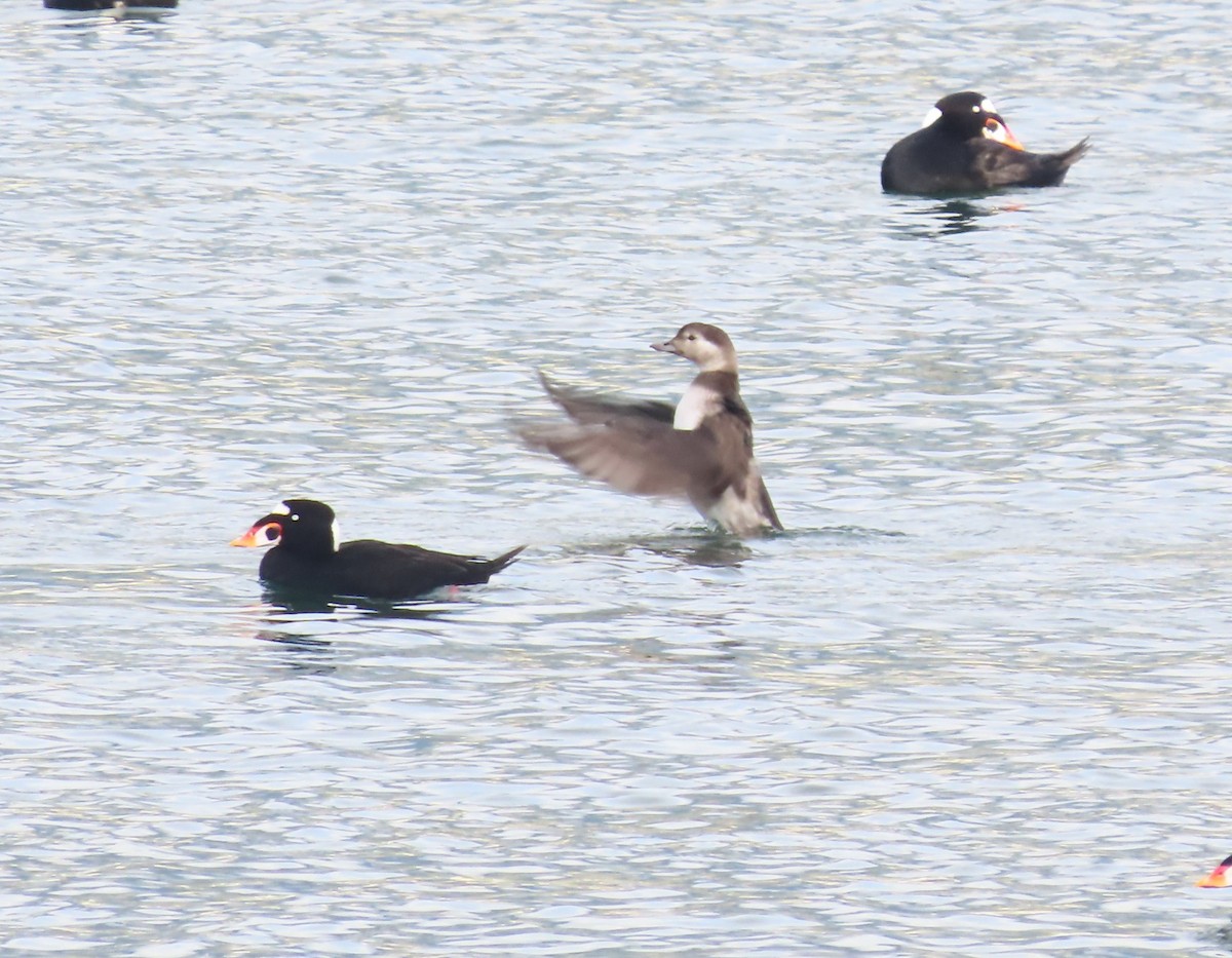 Long-tailed Duck - ML644542555