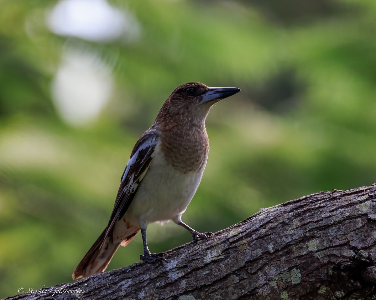 sangslakterfugl - ML644542557