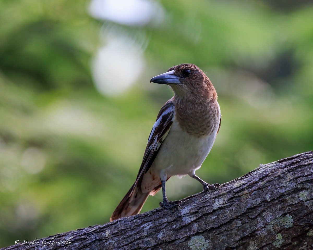 sangslakterfugl - ML644542558