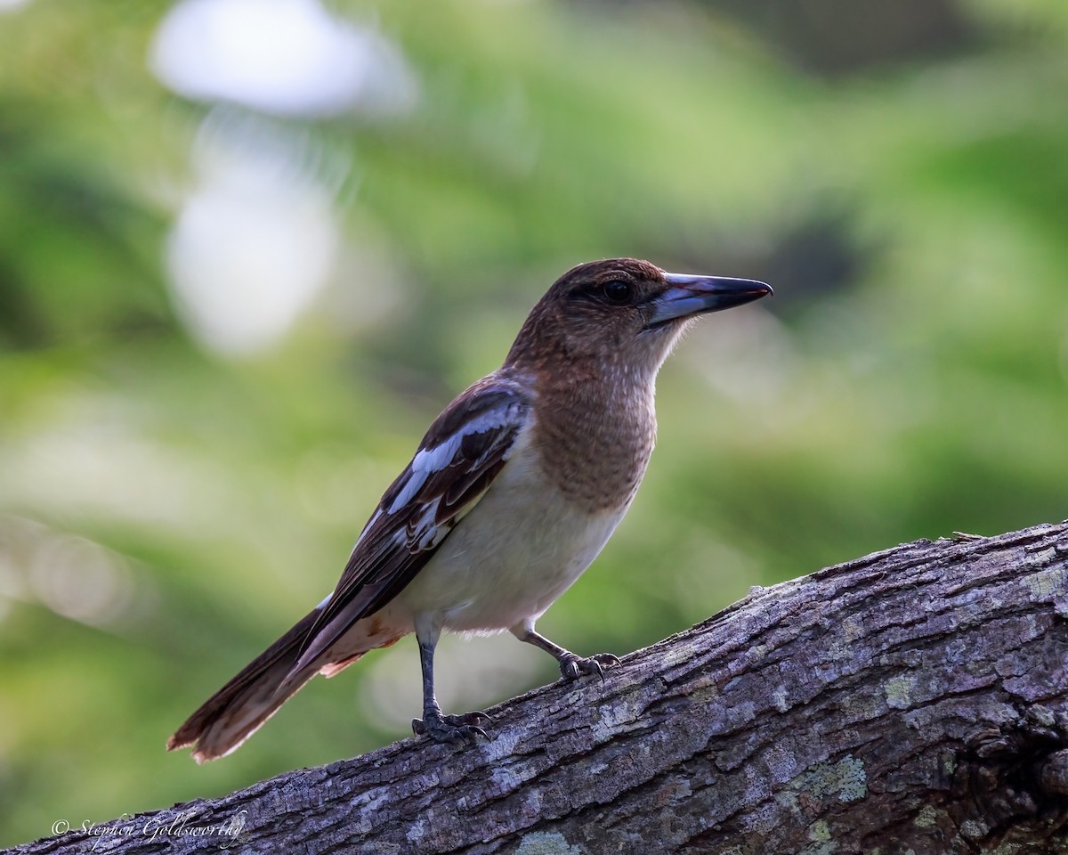 sangslakterfugl - ML644542559