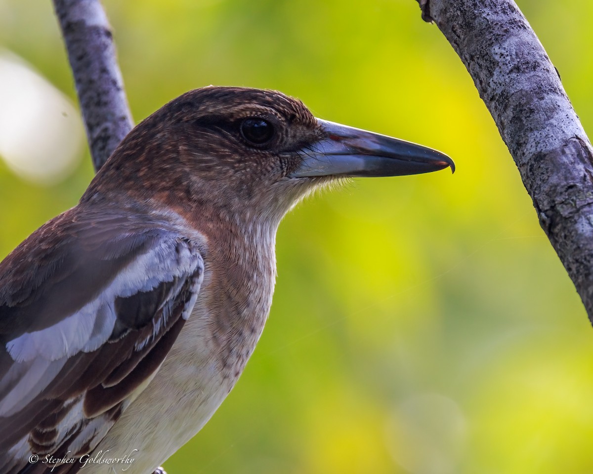 sangslakterfugl - ML644542560