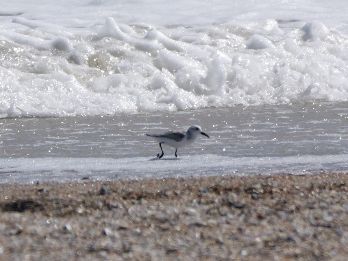 Sanderling - ML644542561