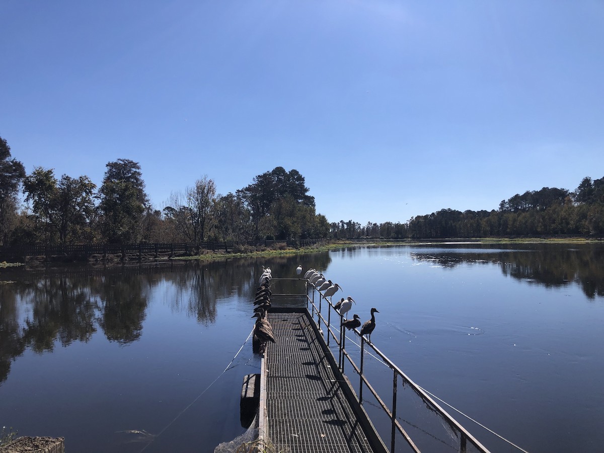 Dendrocygne à ventre noir - ML644542570