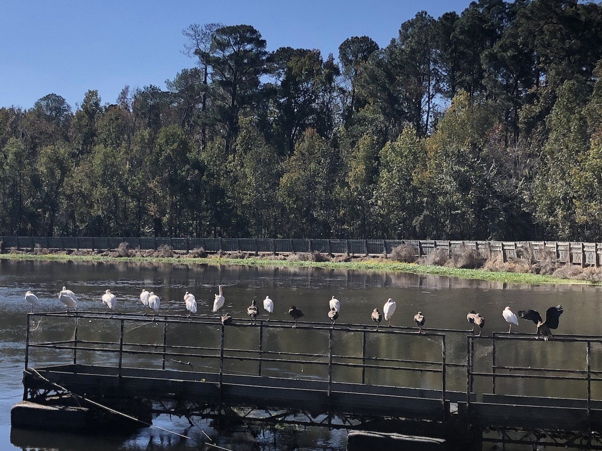 Dendrocygne à ventre noir - ML644542572