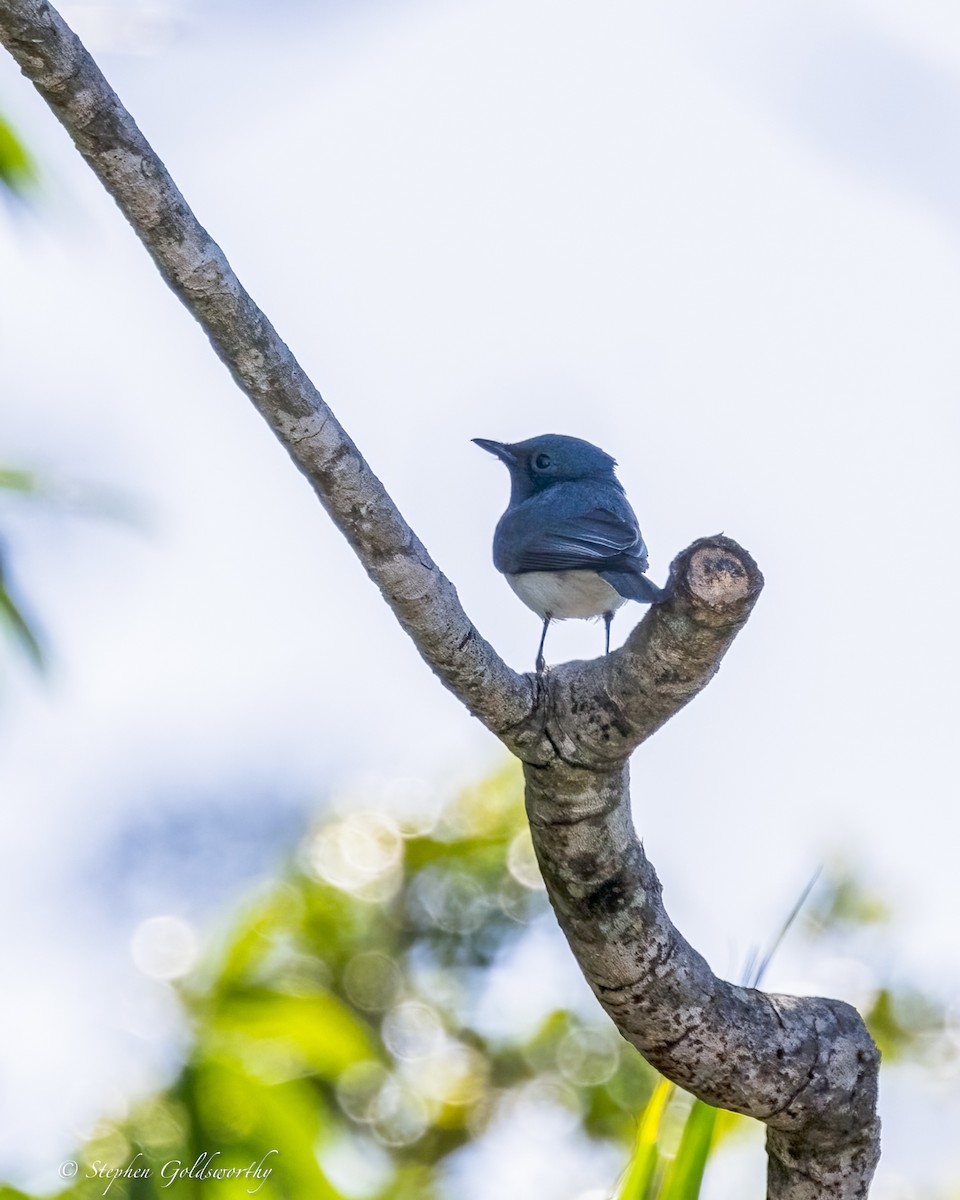 Leaden Flycatcher - ML644542580