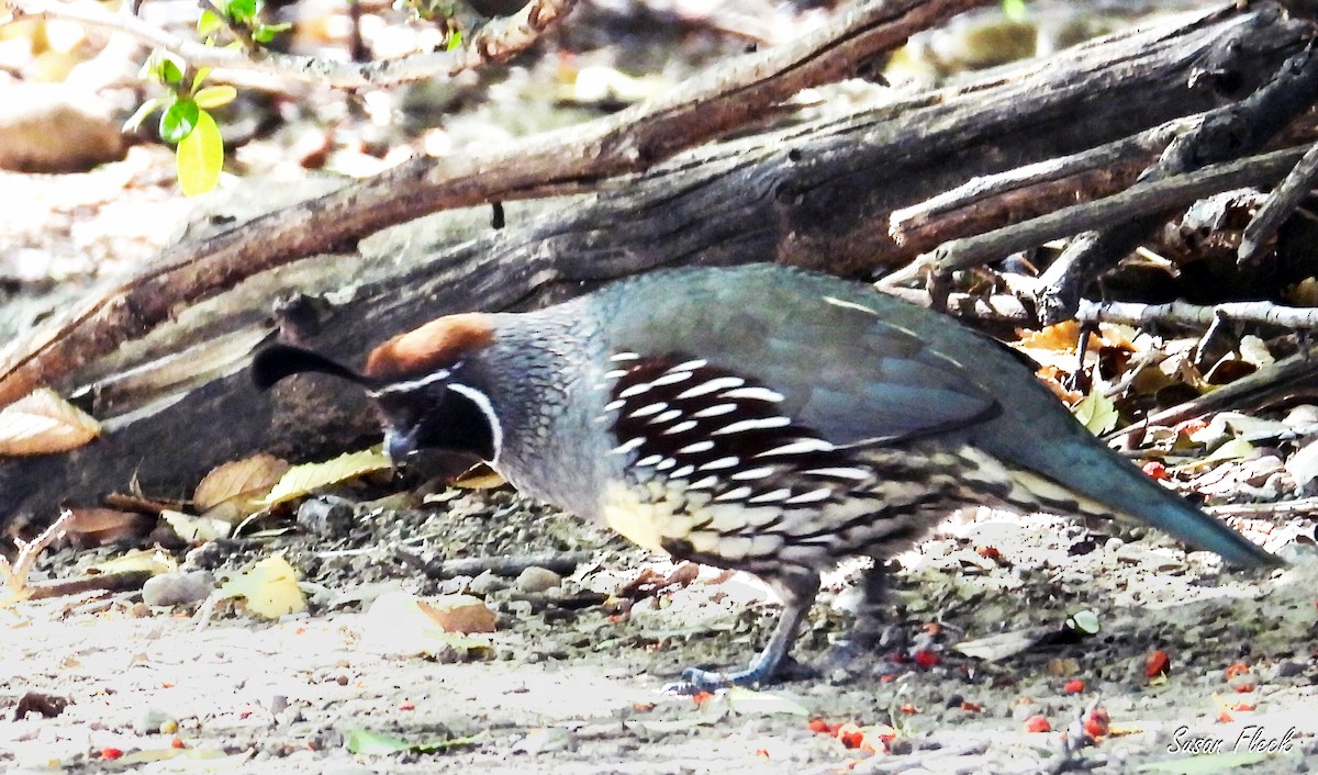 Gambel's Quail - ML644542583