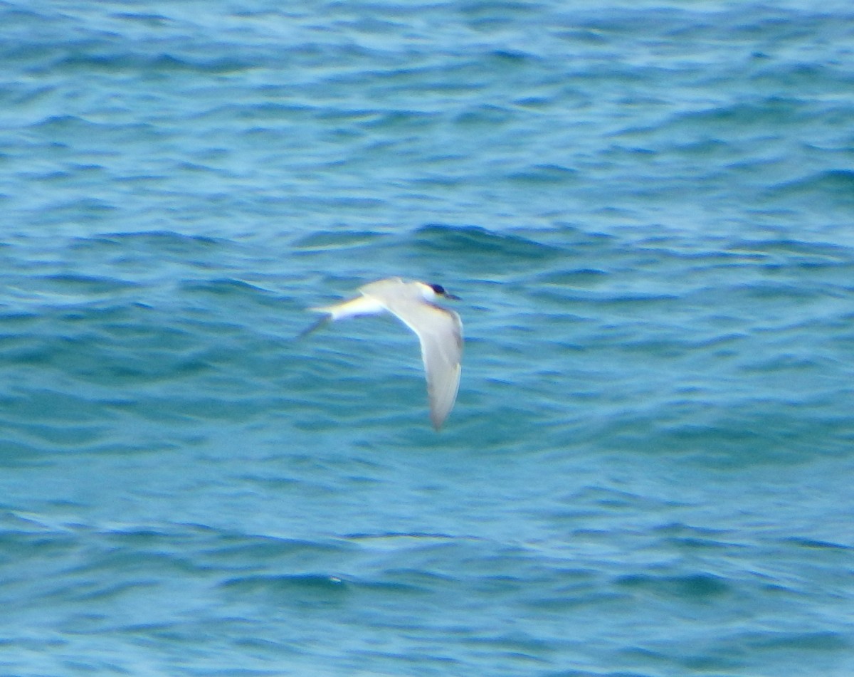 Эгэл хараалай - ML644542584