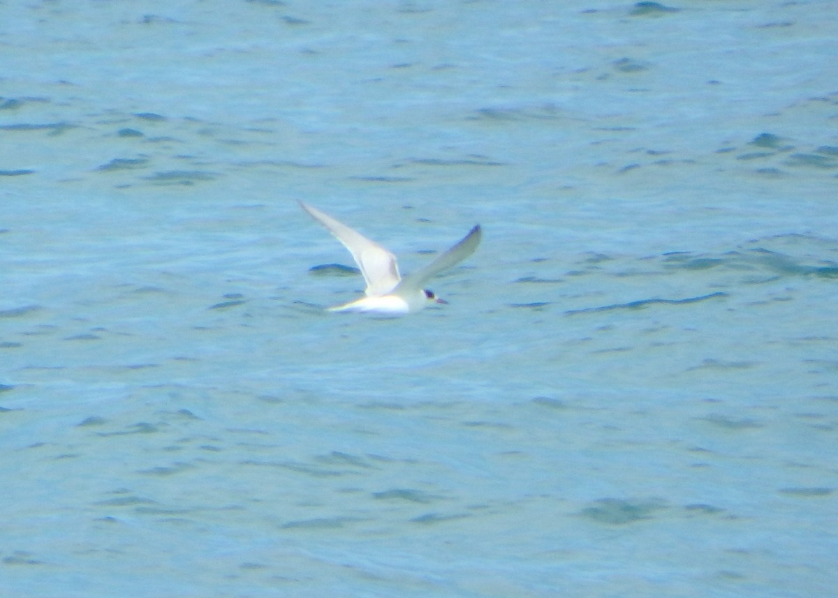 Txenada arrunta - ML644542585