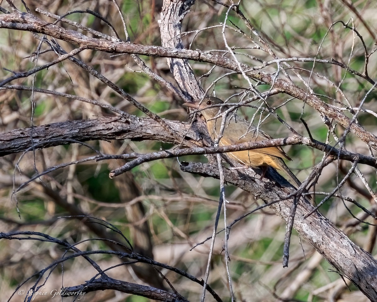 Little Shrikethrush (Rufous) - ML644542586