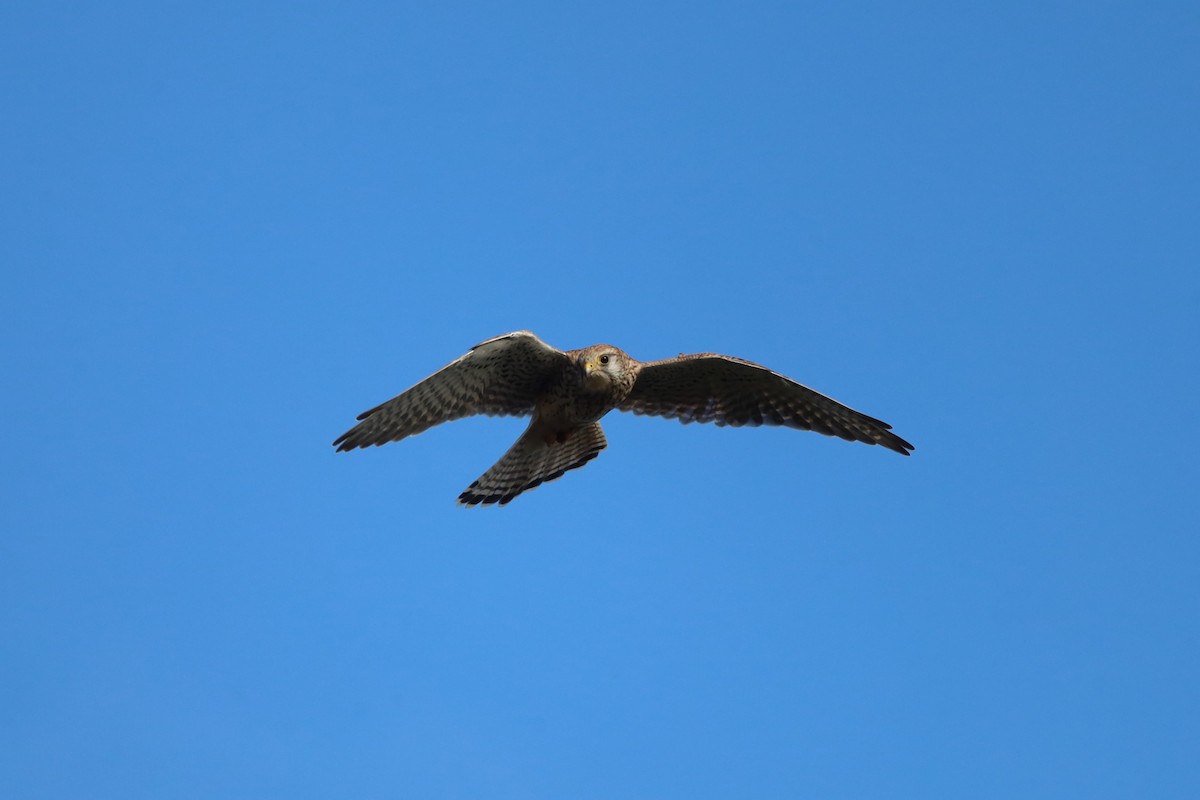 poštolka obecná - ML644542589