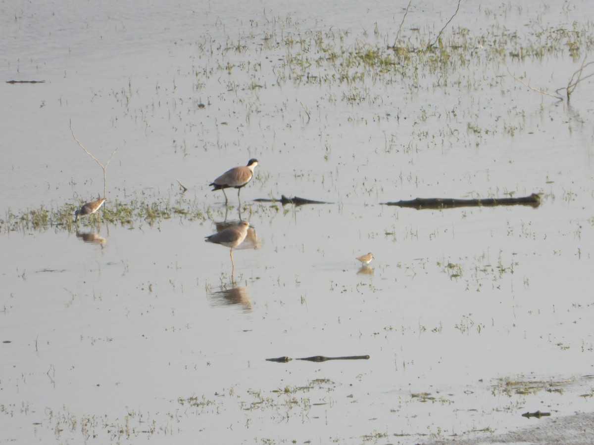 Spur-winged Lapwing - ML644542590