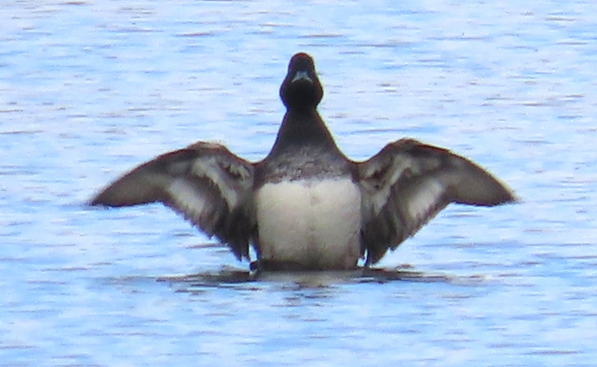 コスズガモ - ML644542592