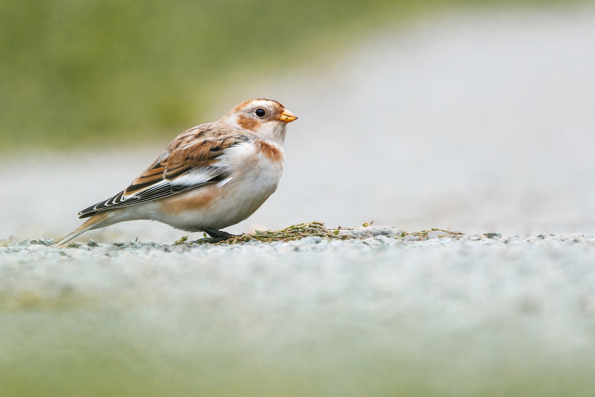 Snow Bunting - ML644542593